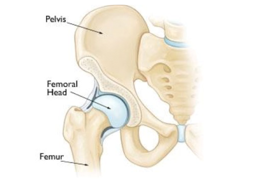 Hip Anatomy