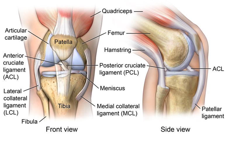 Knee Anatomy