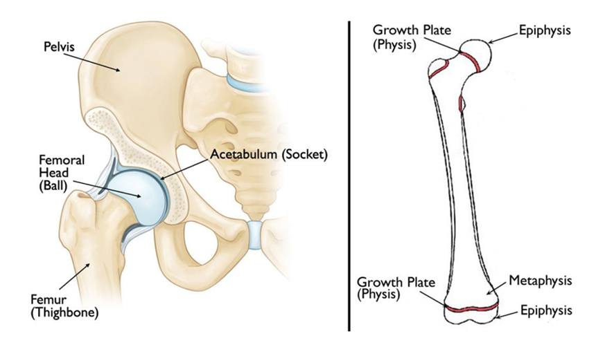 SCFE Anatomy