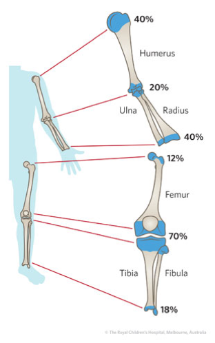 Physes