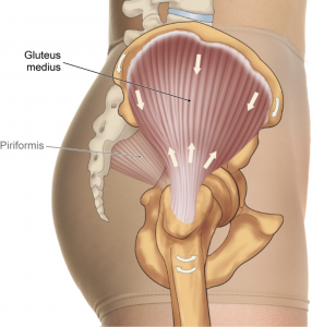 Gluteal Tendons